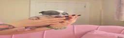 Chinese Crested dogs for sale: ✨🐾 EXQUISITE & RARE CHINESE CRESTED PUPPIES 🐾✨ - Advert 6