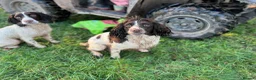 English Springer Spaniel dogs for sale: Traditional English Springer Spaniels  - Advert 6