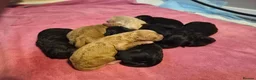 Mixed Breed dogs for sale: Australian Labradoodle x Goldendoodle Puppies - Advert 5
