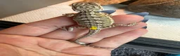 Bearded Dragon reptiles for sale: Baby bearded dragons - Advert 7