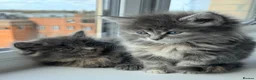 British Longhair cats for sale: Fluffy British Short hair X British Long Hair  - Advert 5