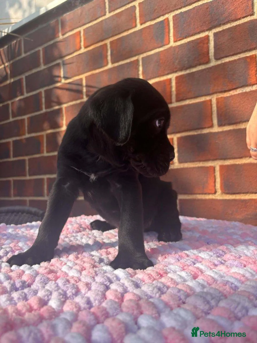 Cane Corso dogs for sale: Beautiful Cane Corso Puppies — 2 Boys, 2 Girls. in West Drayton - Advert 2
