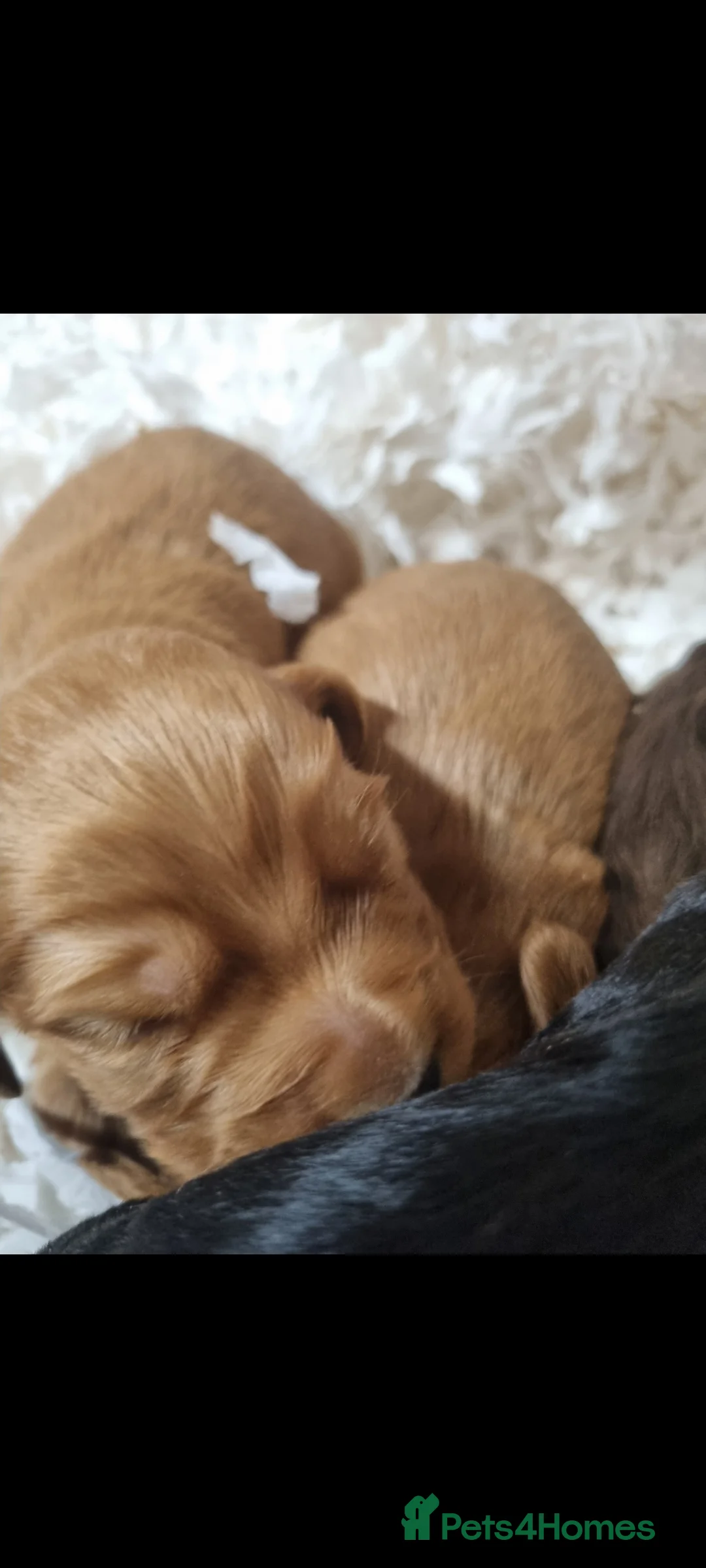 Cocker Spaniel dogs for sale: Working cocker spaniel puppies - Advert 3