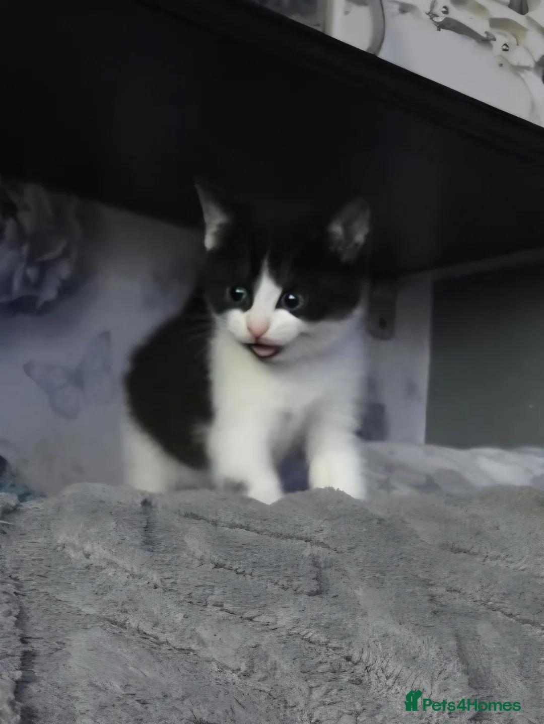 Mixed Breed cats for sale: 3 cross BSH kittens 2 female 1 male ready now - Advert 1