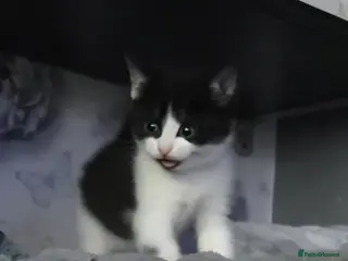 Mixed Breed cats 3 cross BSH kittens 2 female 1 male ready now - Advert 3