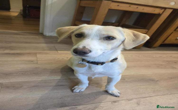 Mixed Breed dogs - Advert 14