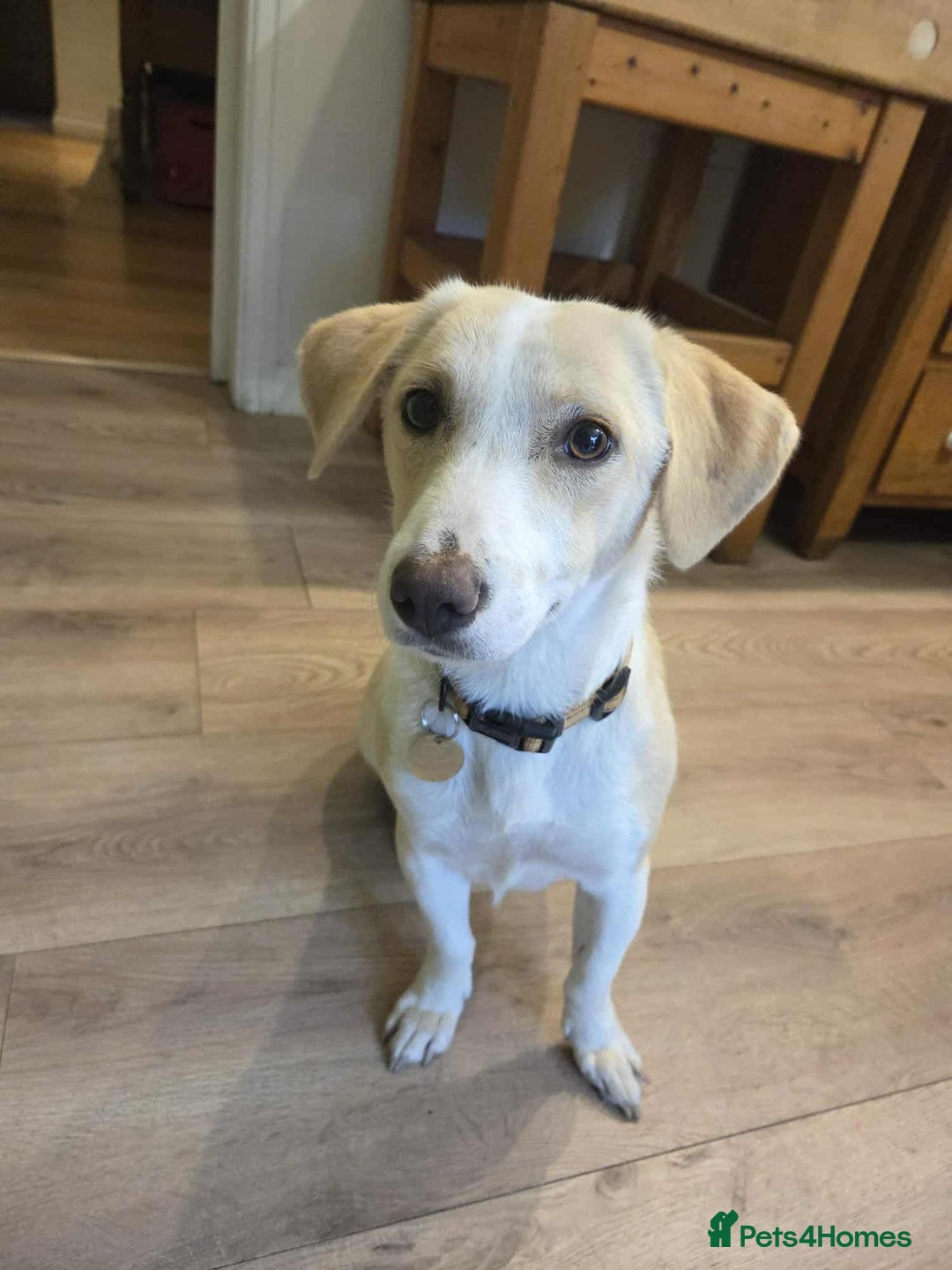 Mixed Breed dogs for adoption: PATTY - FOR ADOPTION  - Image 1
