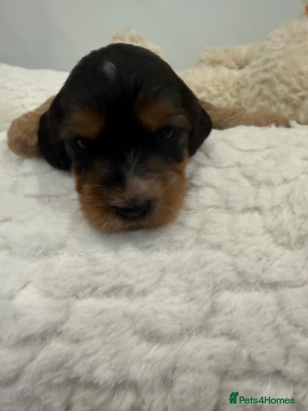 Cockapoo dogs for sale: 11 red sable, f1 cockapoo. KC & DNA clear parents - Advert 6