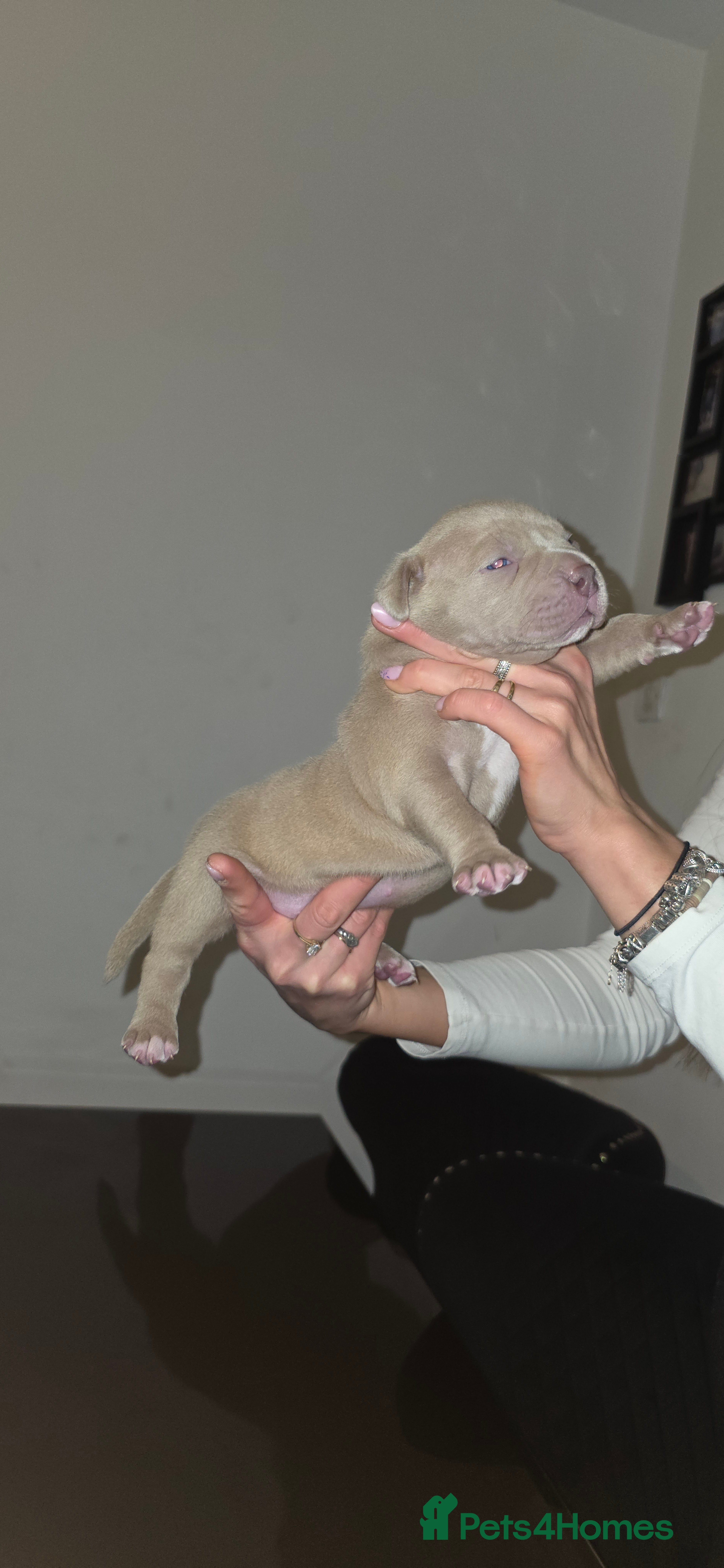 American Bully dogs Exclusive American Bully Pocket Premium Line - Advert 2