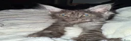 Maine Coon cats for sale: Lovely male, 1 only - Advert 3