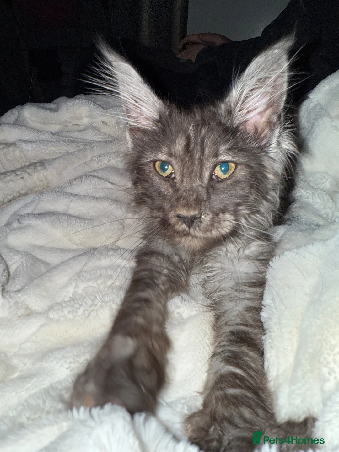 Maine Coon cats for sale: Lovely male, 1 only - Advert 3