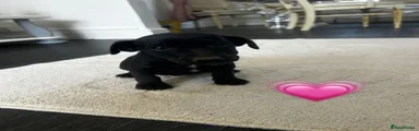 Jack Russell 6