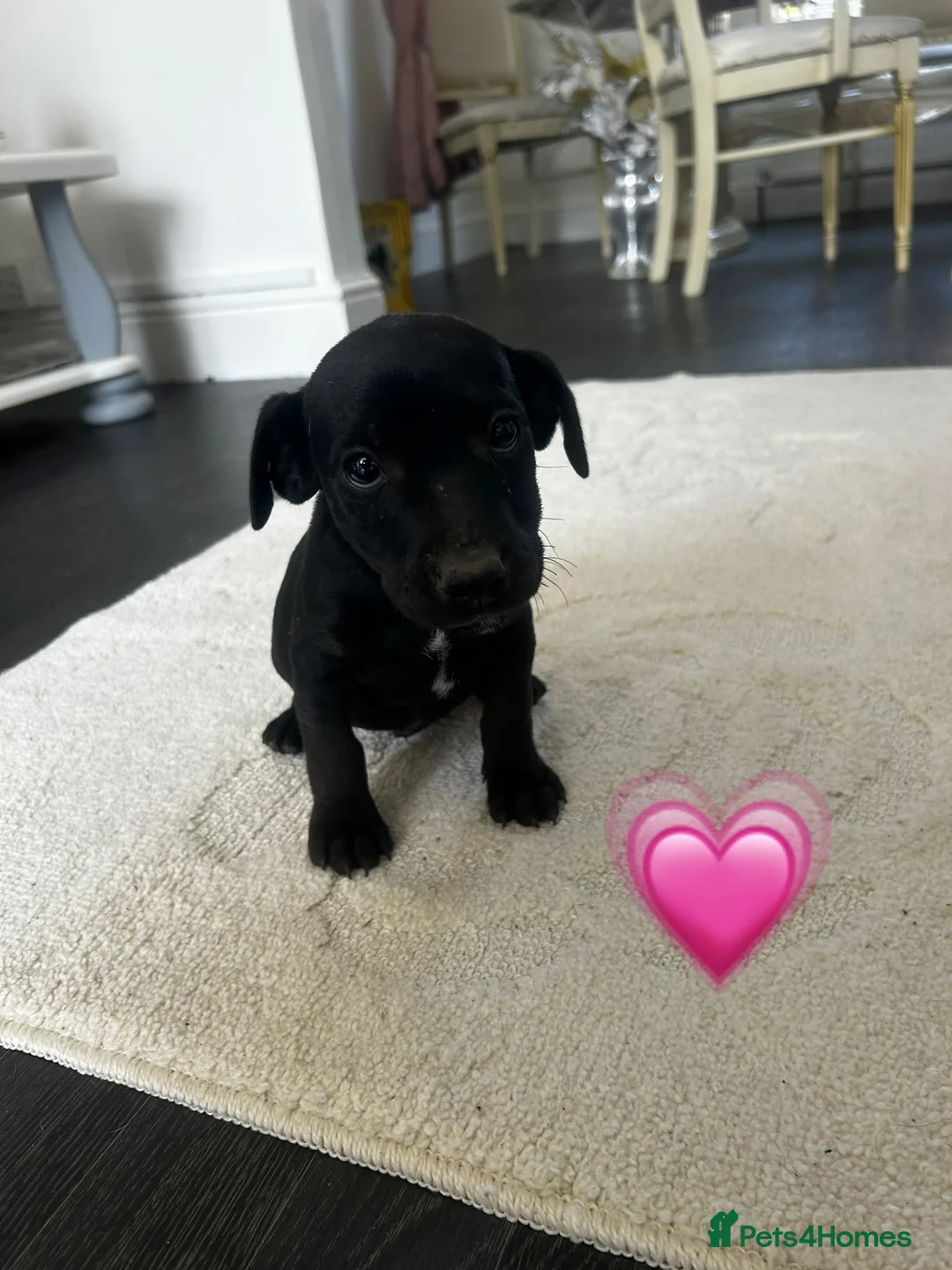 Jack Russell dogs for sale: Jack Russel Puppies 💙💕 - Advert 13
