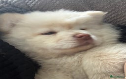 Chow Chow dogs for sale: Chow chow puppy  - Image 1