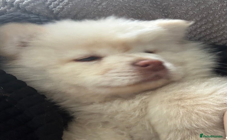 Chow Chow dogs - Advert 1