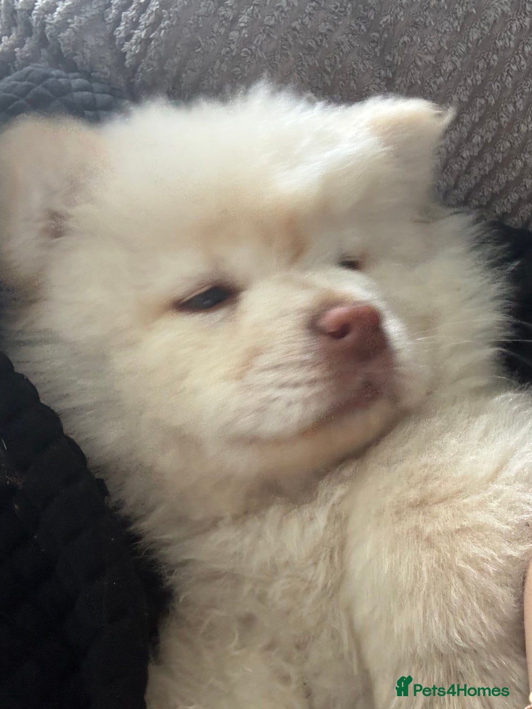 Chow Chow dogs for sale: Chow chow puppy  - Image 1