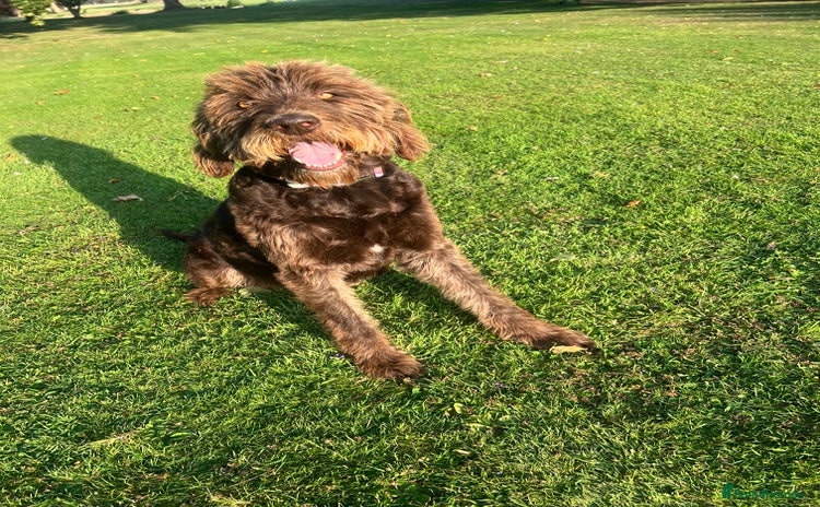 Labradoodle dogs - Advert 1
