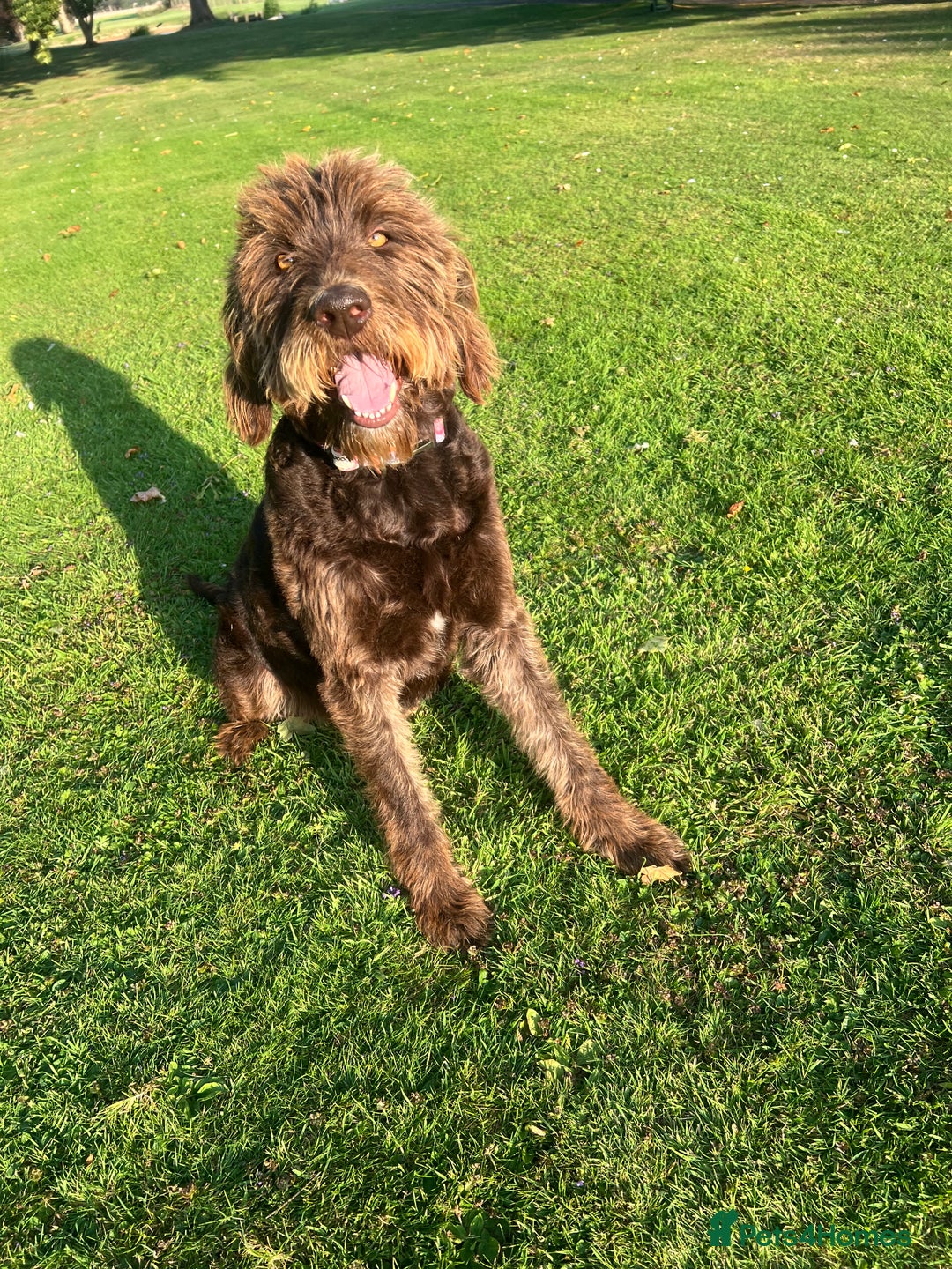Labradoodle dogs for sale: Sadly looking for a new home labradoodle  - Image 1