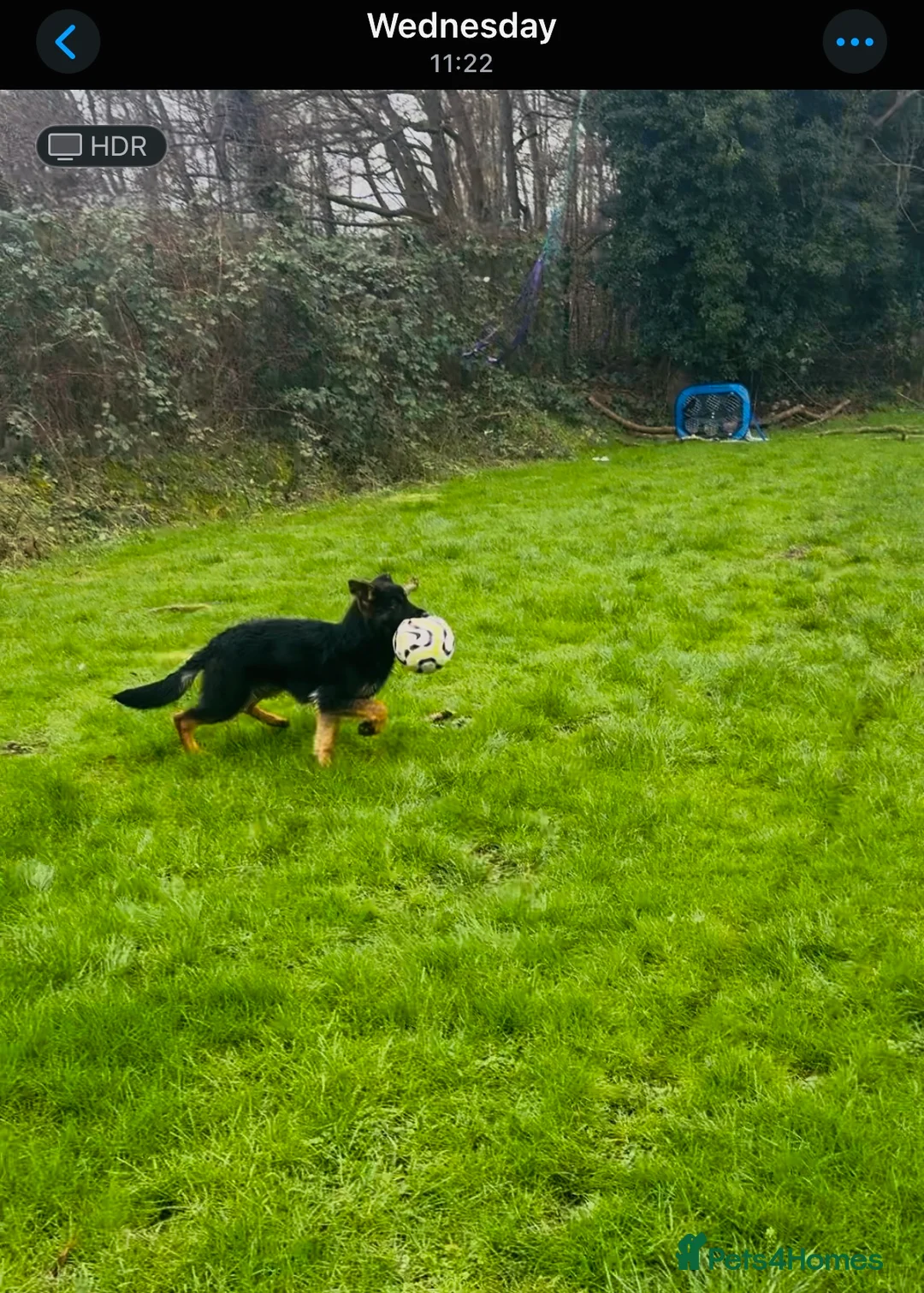 German Shepherd dogs for sale: KC health tested parents 💙 - Advert 9