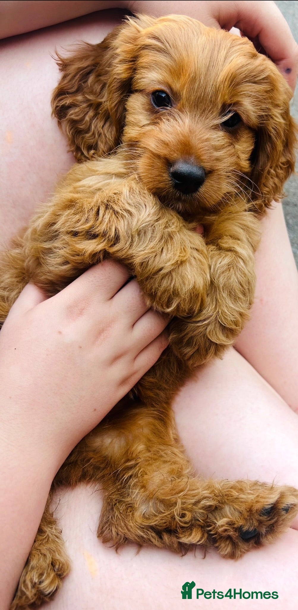 Cavapoo dogs Last 3 Beautiful F1b Cavapoo (Fox-Red) - Advert 2