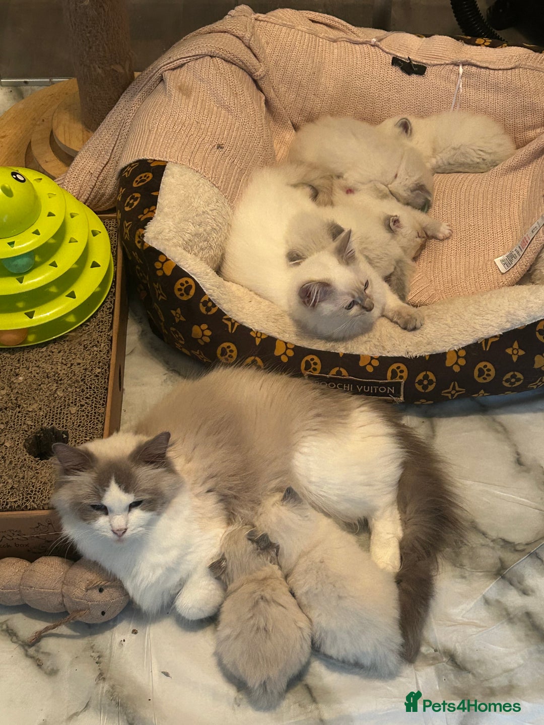 Ragdoll cats for sale: Lynx mitted ragdolls  - Image 5