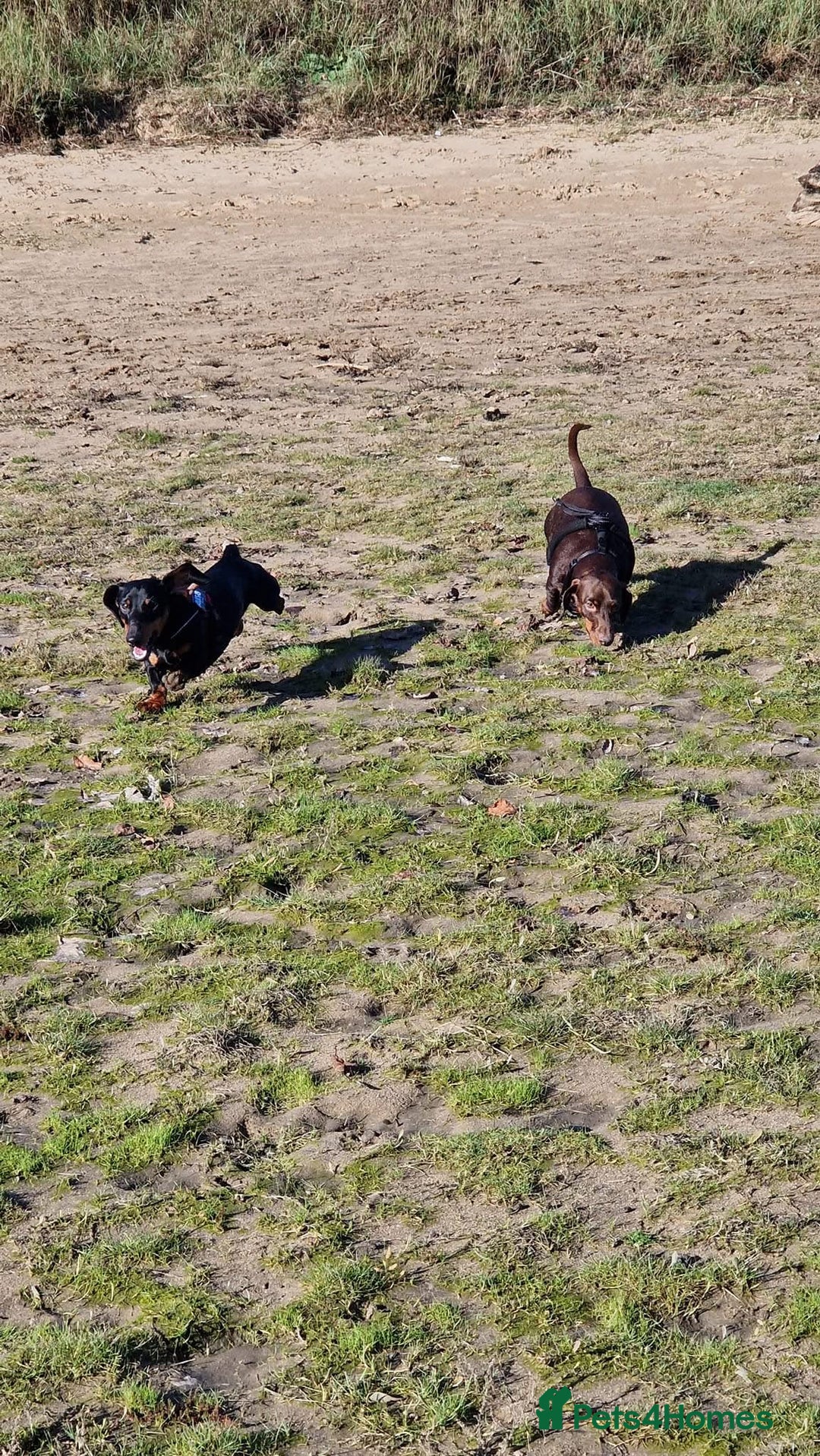 Miniature Dachshund dogs for stud: Miniature Dachshund stud in Pontypridd - Advert 8