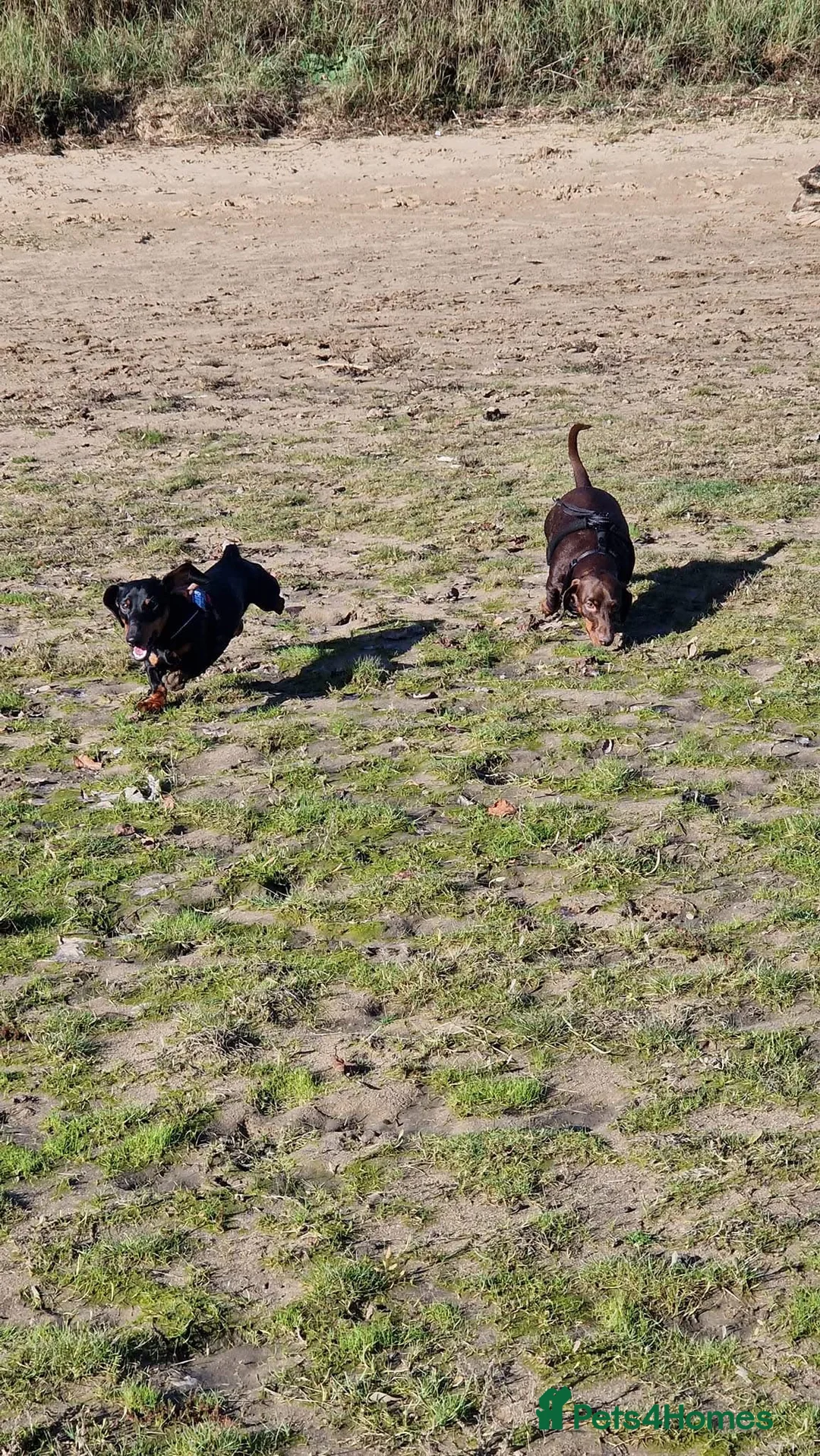 Miniature Dachshund dogs for stud: Miniature Dachshund stud in Pontypridd - Advert 8