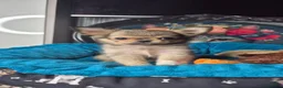 Chihuahua dogs for sale: Beautiful long haired chihuahua girl  - Advert 1