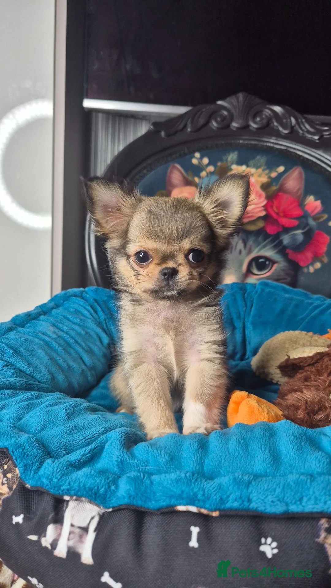 Chihuahua dogs for sale: Beautiful long haired chihuahua girl  - Advert 1