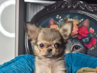 Chihuahua dogs Beautiful long haired chihuahua girl - Advert 1