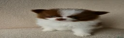 Pomeranian dogs for sale: Rare Colour Pomeranians | Blue & Green Eyes - Advert 1