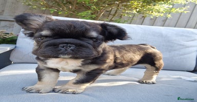 French Bulldog dogs - Advert 14