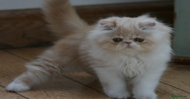 Persian cats - Advert 2