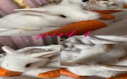 Mini Lion Lop rabbits for sale: mixed litter of mini lion lops - Image 2