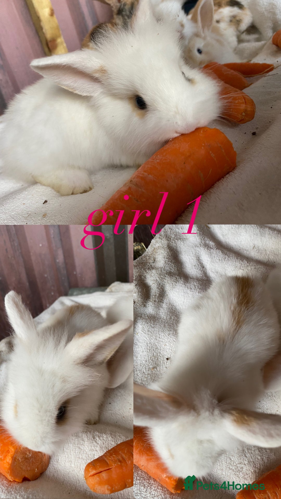 Mini Lion Lop rabbits for sale: mixed litter of mini lion lops - Image 2