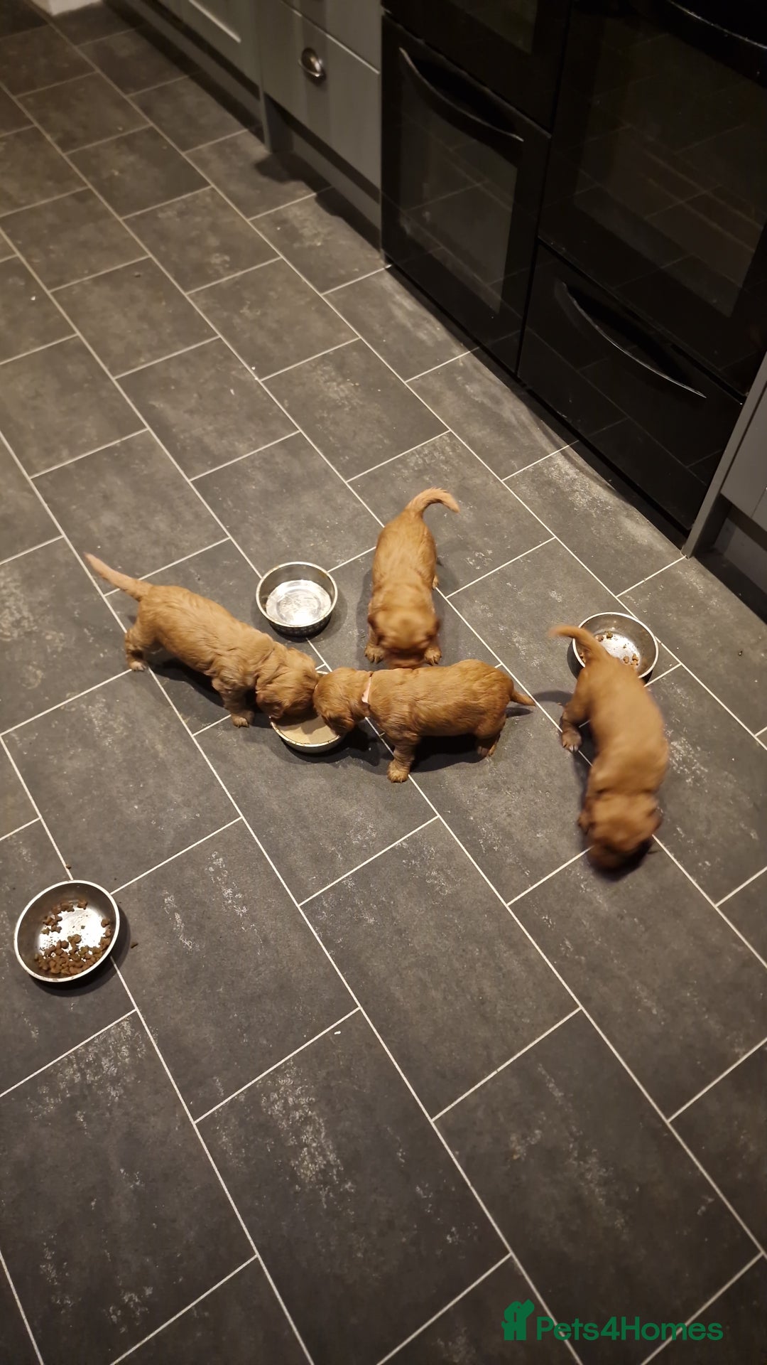 Cocker Spaniel dogs for sale: Cocker spaniel puppies - Image 15