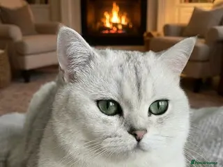 British Shorthair cats British Shorthair Male - Advert 2