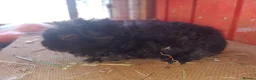Guinea Pig rodents for sale: A selection of purebred longhaired sows - Advert 3