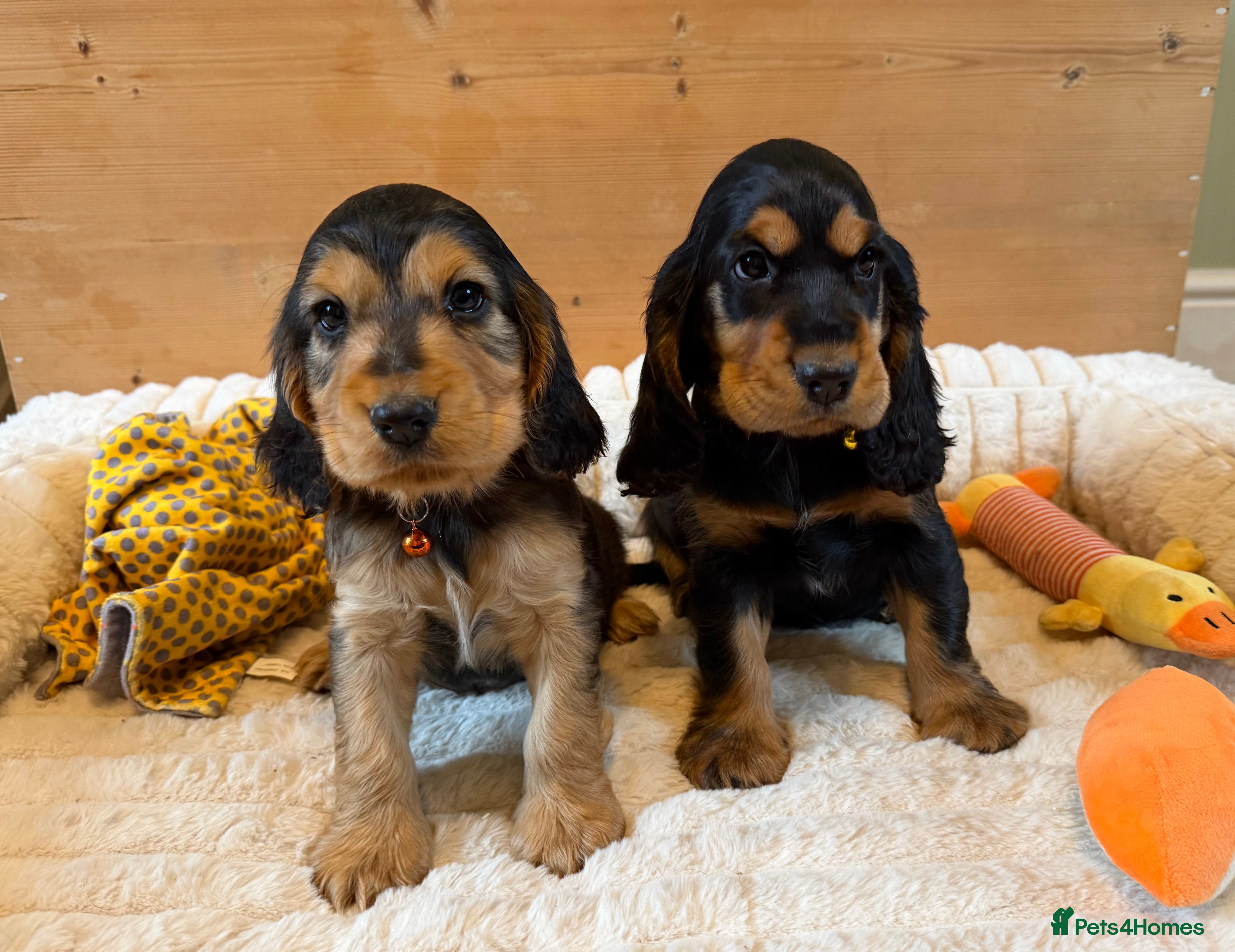 Cocker Spaniel dogs ⭐️ Show Type Cocker Spaniel Puppies ⭐️ - Advert 6