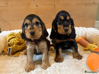 Cocker Spaniel dogs ⭐️ Show Type Cocker Spaniel Puppies ⭐️ - Advert 6