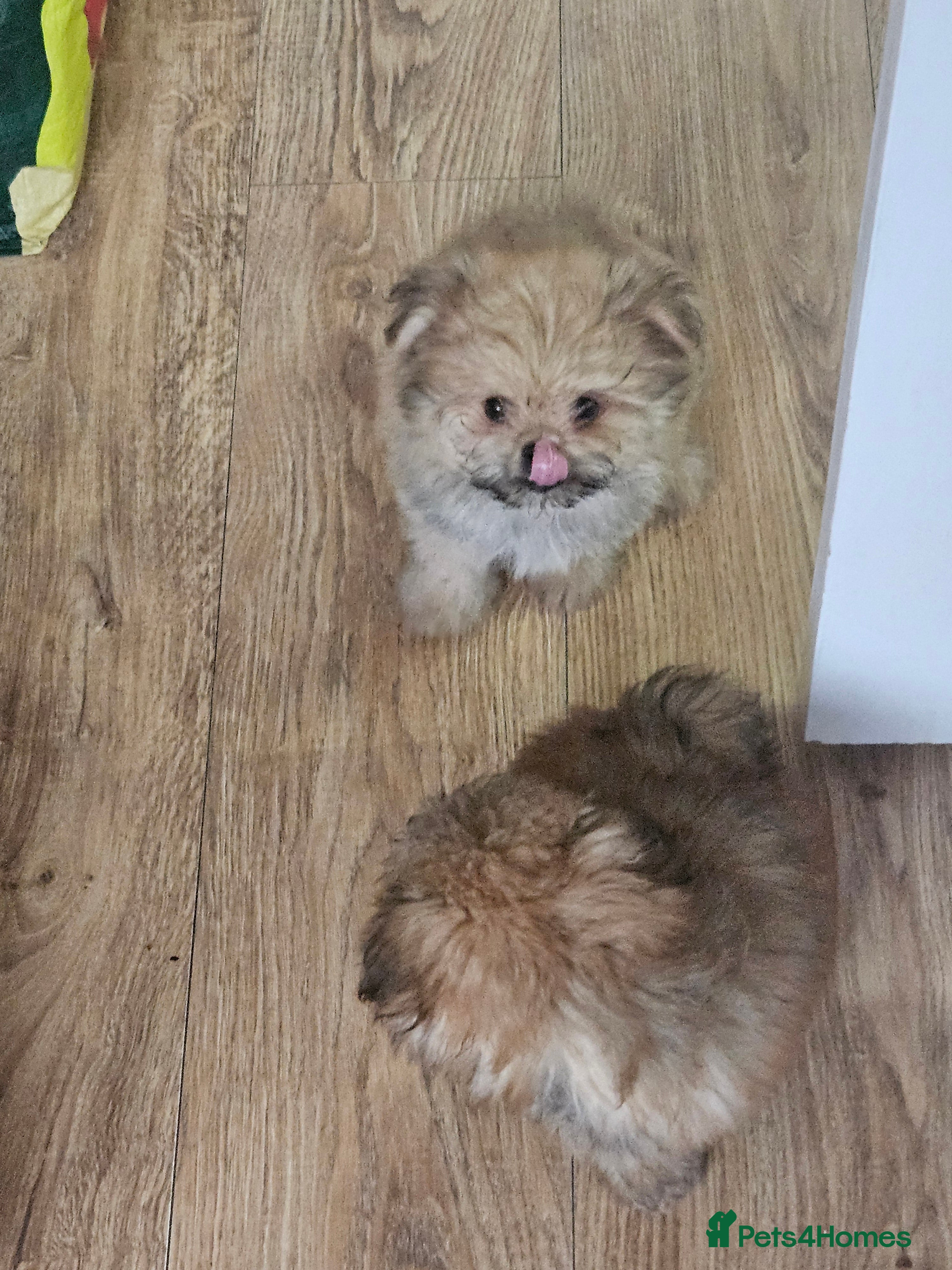 Mixed Breed dogs Ready to leave,quality pomeranian and shitzu cross - Advert 2