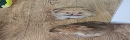 Mixed Breed dogs for sale: Last one left,quality pomeranian and shitzu cross - Advert 9