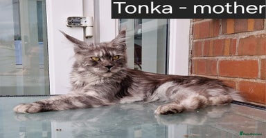 Maine Coon cats - Advert 16