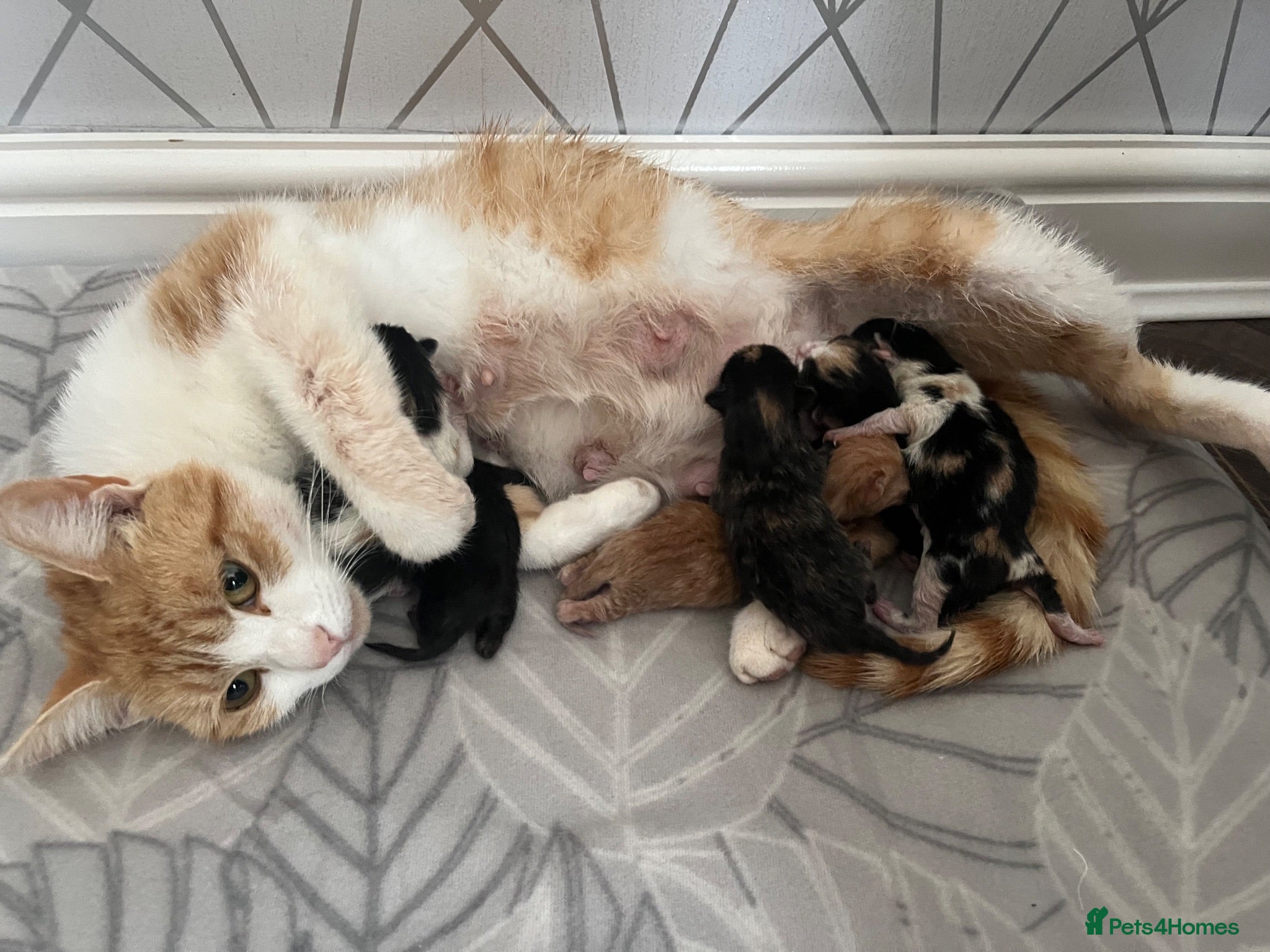 Mixed Breed cats Gorgeous kittens  - Advert 1
