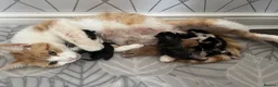 Mixed Breed cats for sale: Gorgeous kittens  - Advert 1