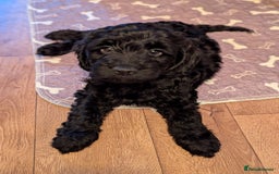 Cockapoo dogs for sale: 6 black cockapoos - Image 11