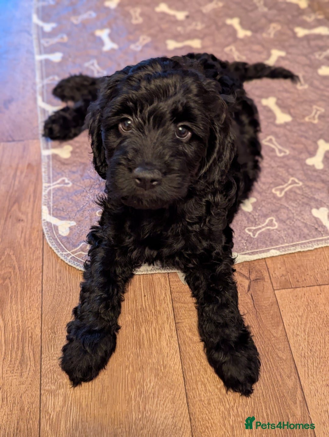Cockapoo dogs for sale: 6 black cockapoos - Image 11