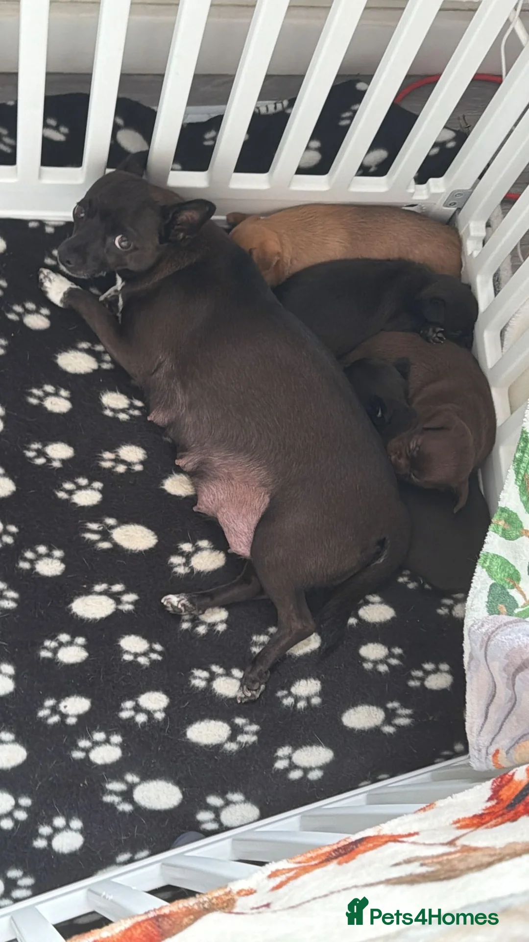 Chihuahua dogs for sale: Stunning Chihuahua Puppies - Advert 2