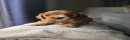 Cavapoo dogs for sale: ⭐️ F1 red toy Cavapoo puppies ⭐️ - Advert 15