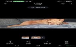 Mixed Breed dogs for sale: Stunning little beauty  - Advert 3